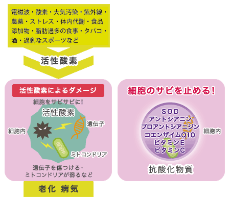 ブラックナイン|健康美サプリメント|株式会社LeoSizeDesign