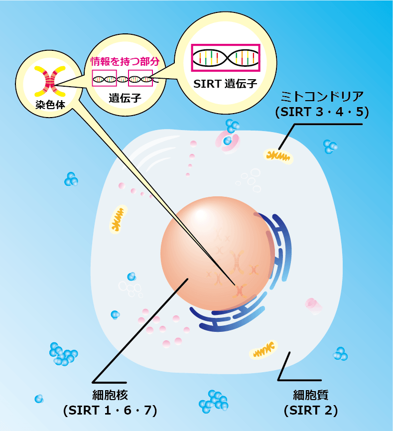 NMNサプリ✴︎サイズダウン