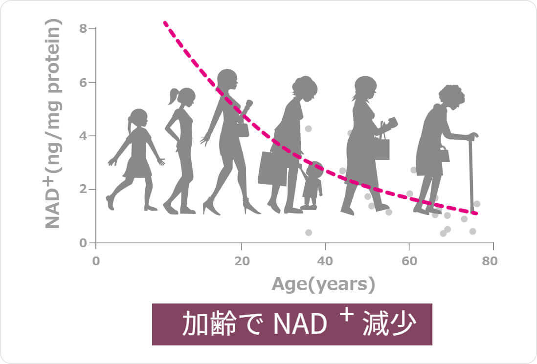 加齢でNAD+減少