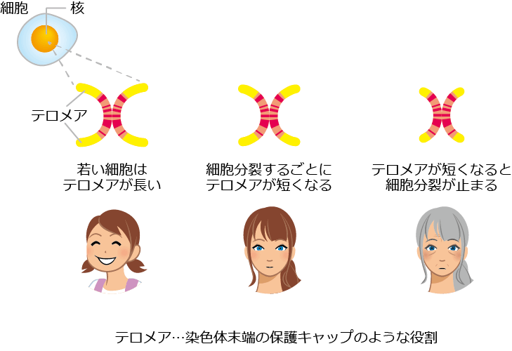 テロメアとは