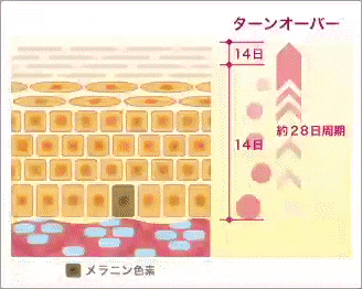 新品未開封　サイズダウン　パーフェクトゲル〈ゲル状美容液〉 SizeDown Perfect GEL｜超浸透系美容液｜株式会社LeoSizeDesign
